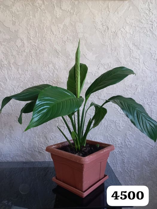 Цветы для вашего уюта