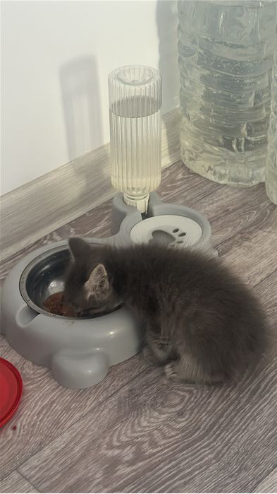 Котенок мальчик(в добрые руки)