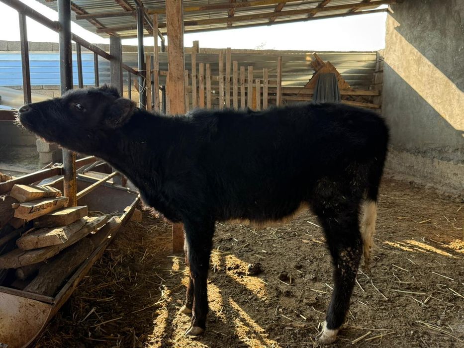 Бұзау ұрғашы сатылады.