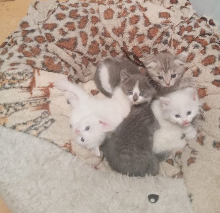 Отдаём котят бесплатно!