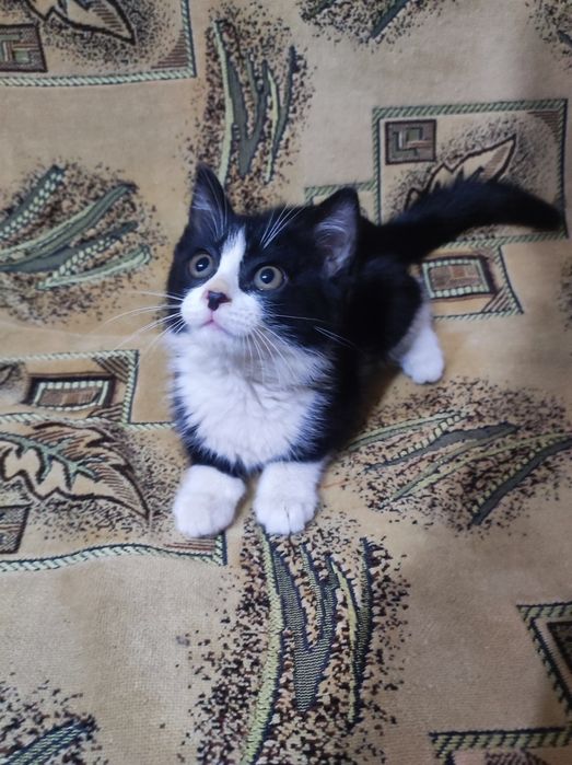 Котёнок 3 месяца , девочка