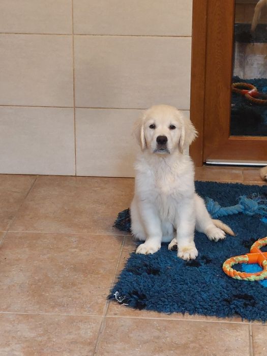 Vand catelusa de golden retriever
