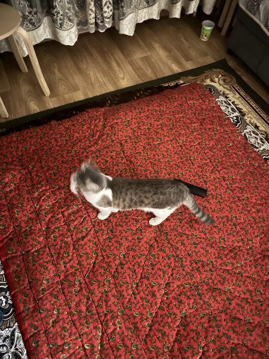Отдам кошку в хоршие руки