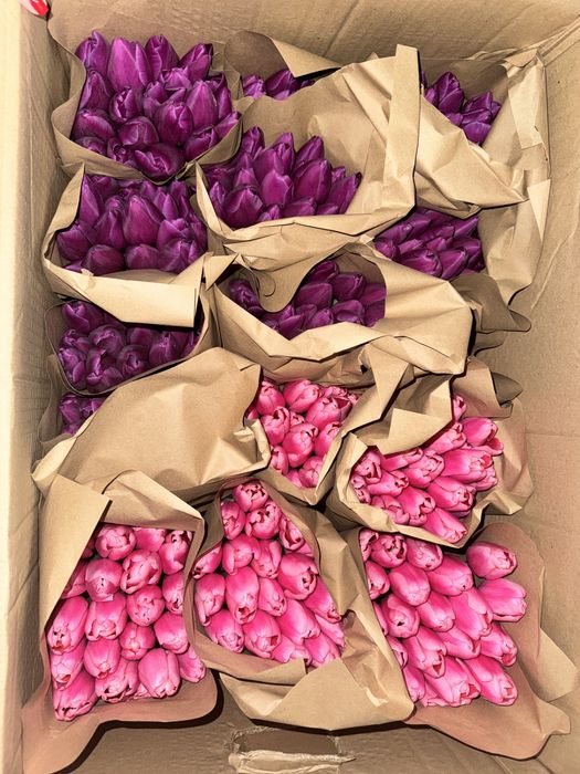 Тюльпан оптом белорусский