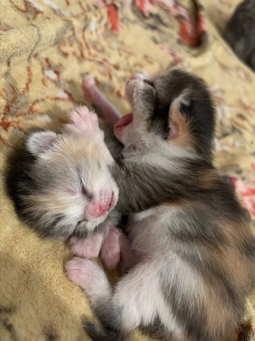 Котята девочка и мальчик)(