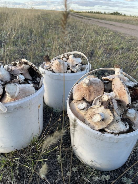 Продам грибы Грузди