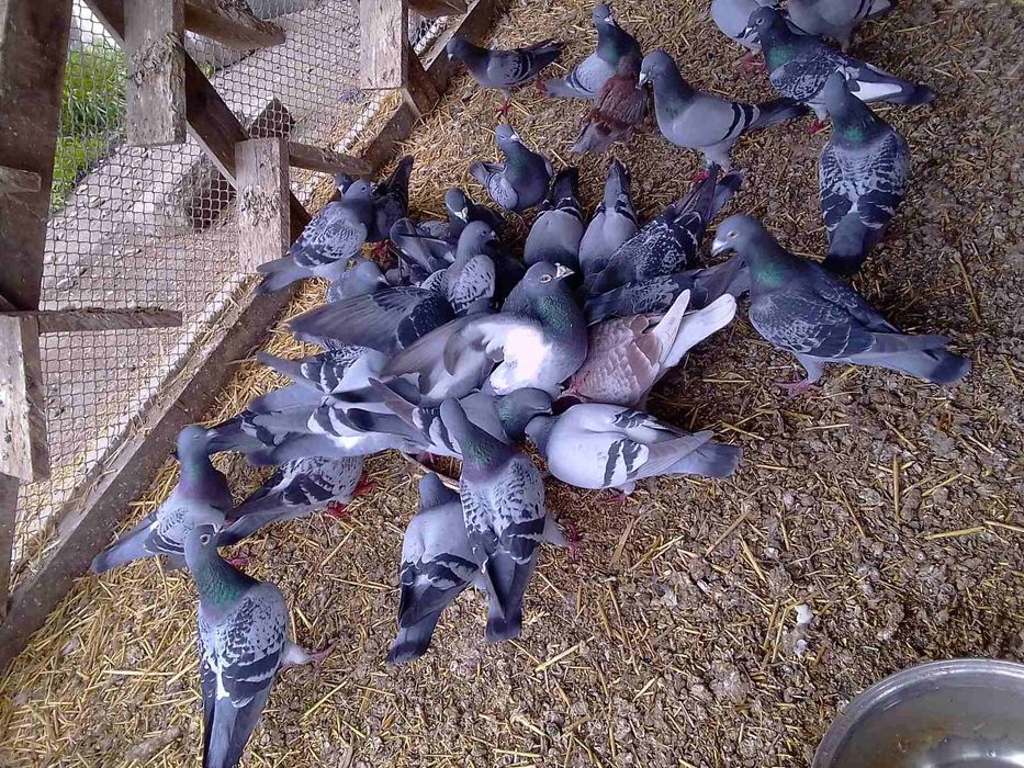 Пощенски   гълъби