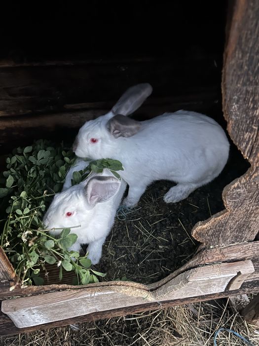 2 iepurași de vanzare