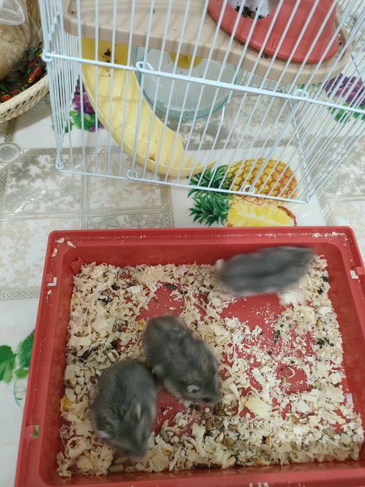 Продам джунгарских хомяков