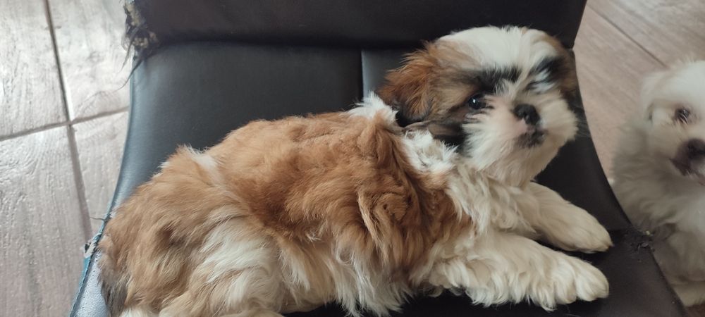 Fetita Shih tzu  pui