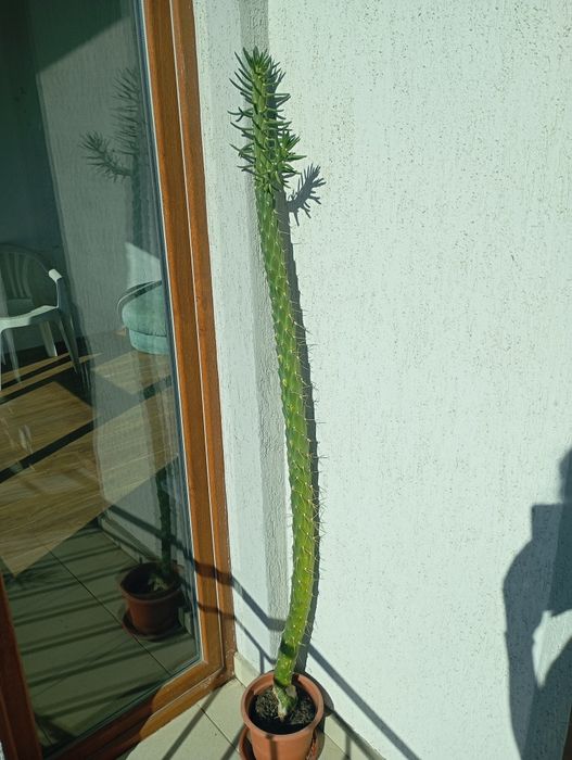 Austrocylindropuntia-Иглата на Ева Кактус