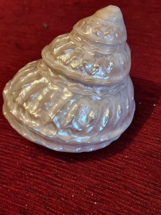 Scoica Turban Ondulata Gigant(Megastraea  Undosa),sidef natural polat