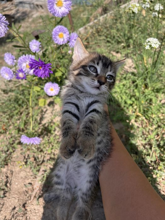 Отдам милых котят в добрые руки!