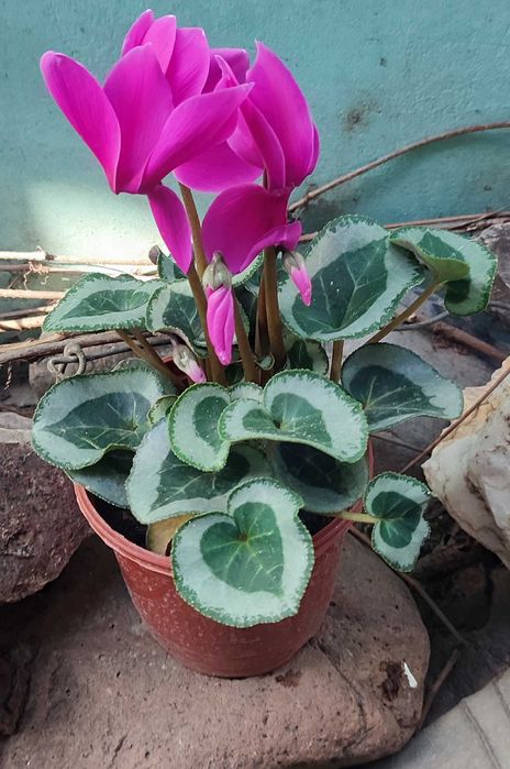 Цикламен продается