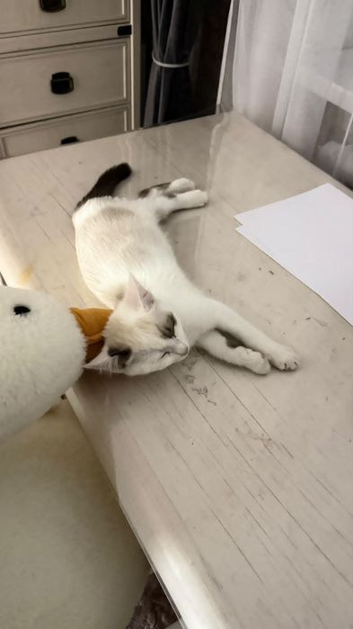 Отдам котенка в добрые руки