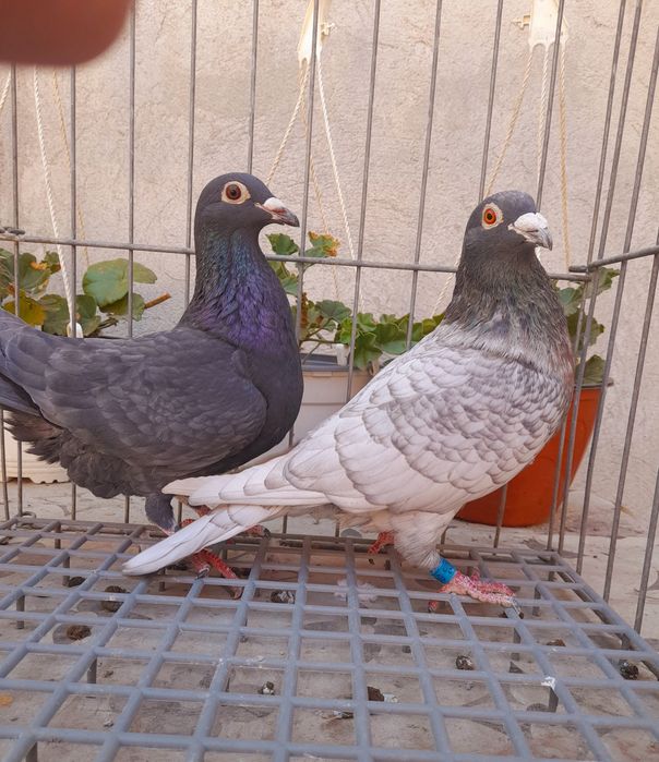 Porumbei voiajori colorați