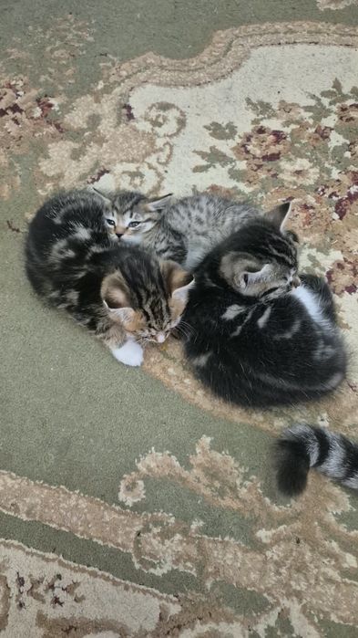 Котята ищут любящей дом