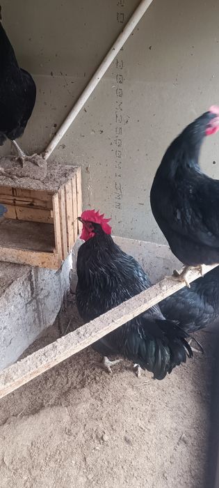 Корашахзода товуклари сотилади. Товуклар тухум туғяпти