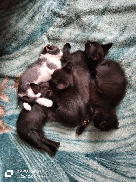 Отдам котят бесплатно