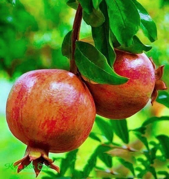 Pomi Fructiferi Exotici ( Rodiu )