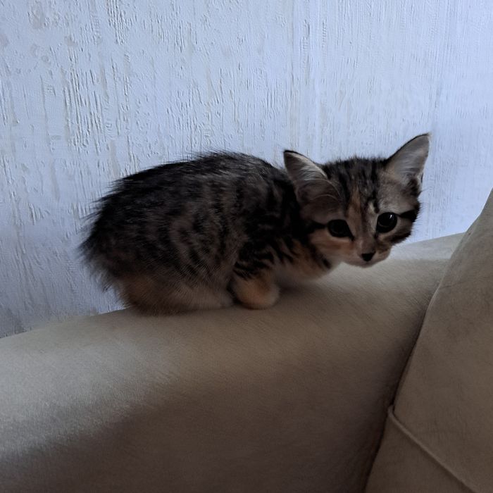 Отдам бесплатно катят