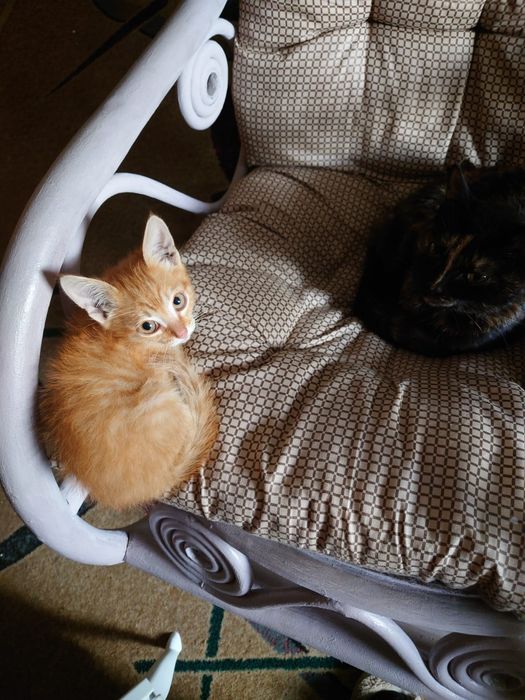 Котенок ищет дом