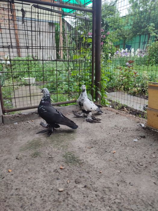 Пара сочей на продажу