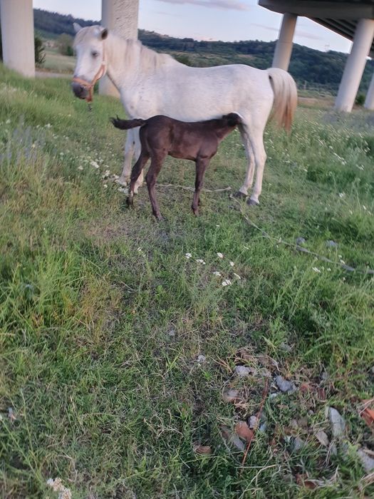 Vând iapa cu mânz