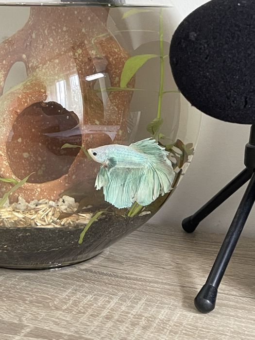 Vand peste betta + lampă led noua pentru acvariu