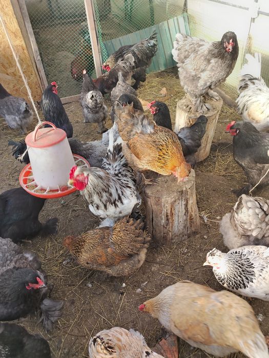 Продам петухов 10-11 месяцев