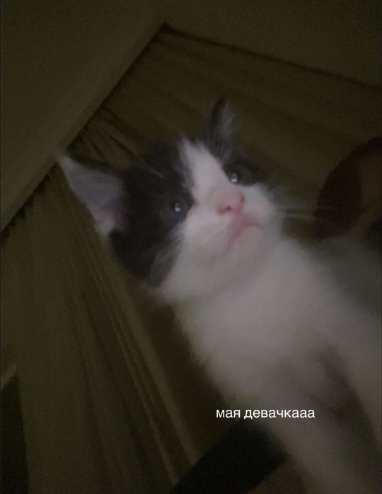 котенок бесплатно