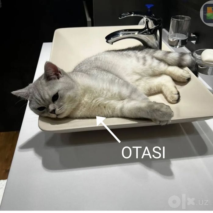 Qiz Bola Mushuk 4oylik Parodali