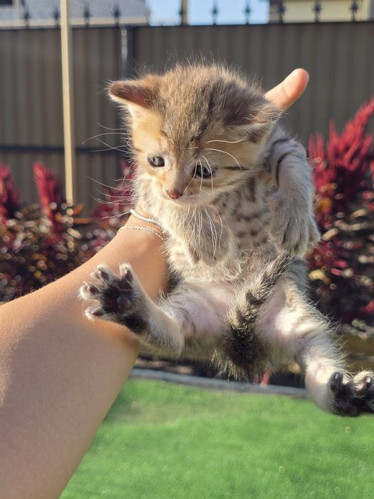 Отдаем котят в добрые руки