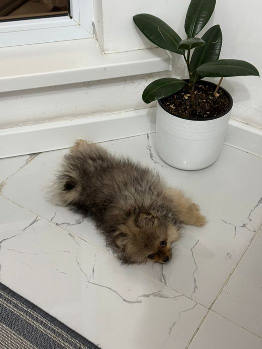 Щенок шпиц 4 месяца мальчик