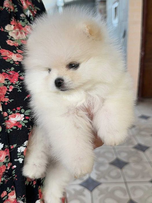 Мини померани мъжки и женски