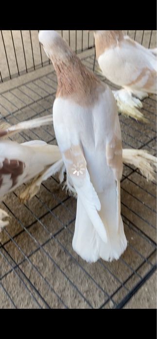 Продам голубей  тасманы и серенивые