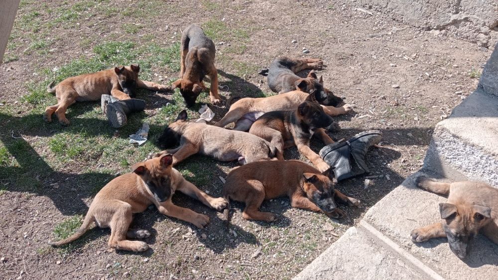 Щенки 2 месяц кабельи