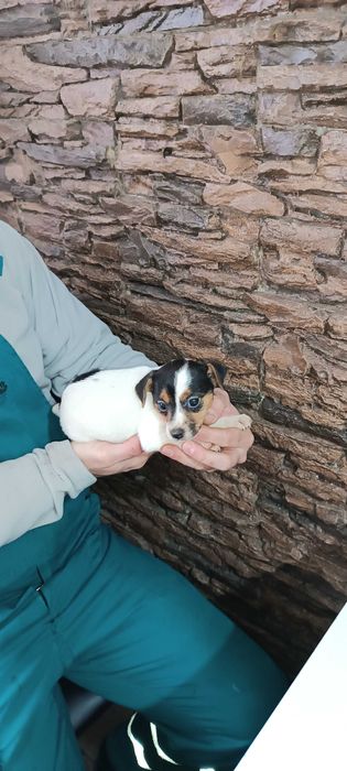 Джак Ръсел териер