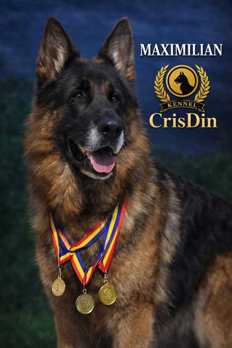Pui ciobănesc german