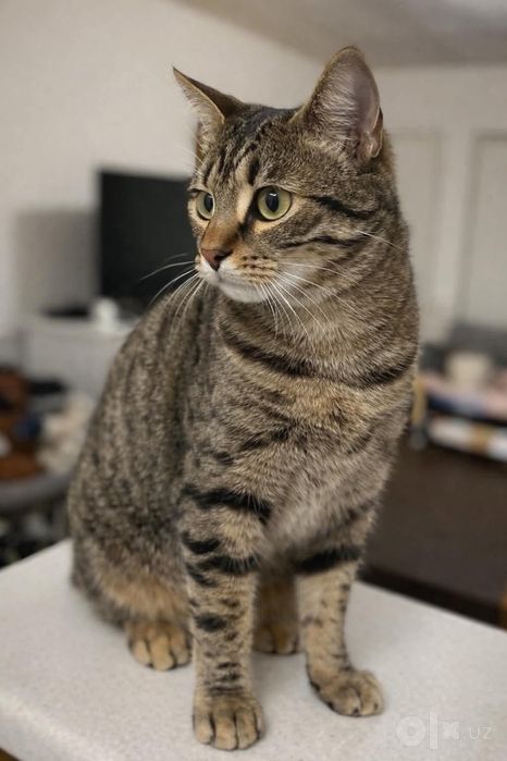 Кот Тигрюша ищет семью