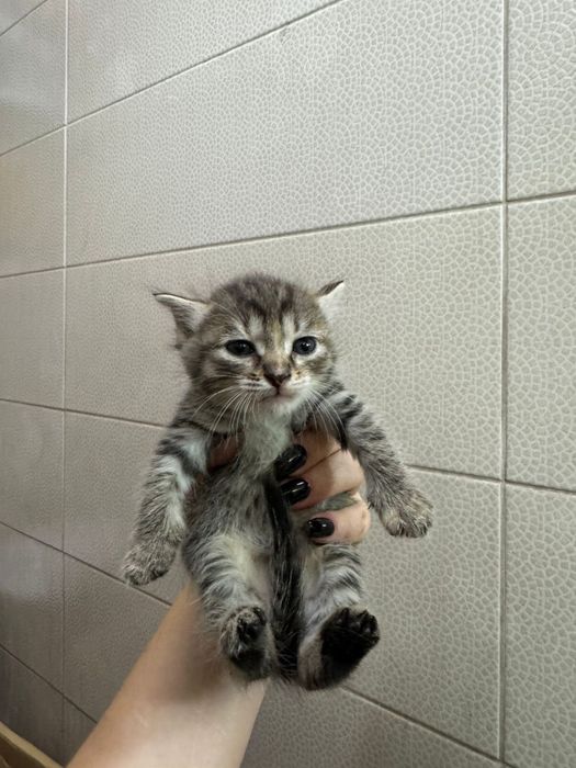 Очаровательные котята ищут дом !