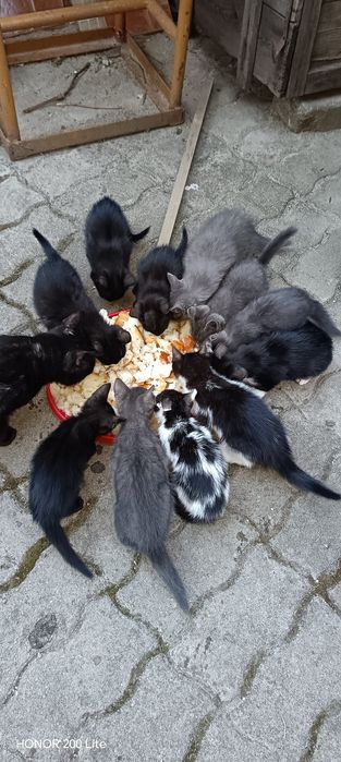 Pisicuți   donație