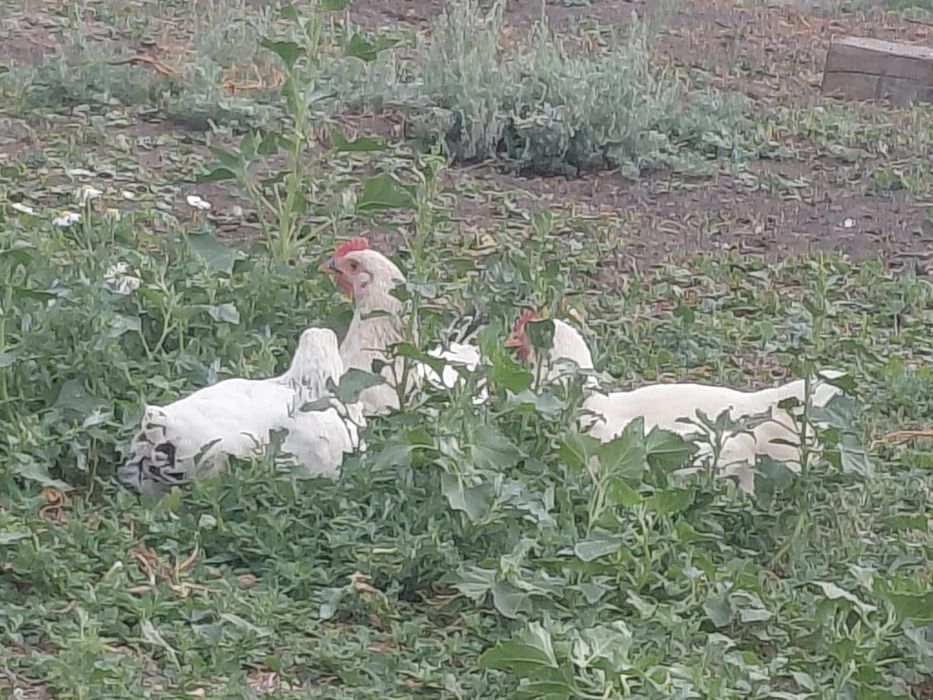 продам куры ломан браун