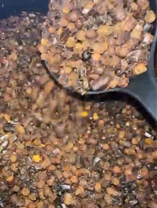 Прополис, перга,пыльца ,натірпльный мед продается