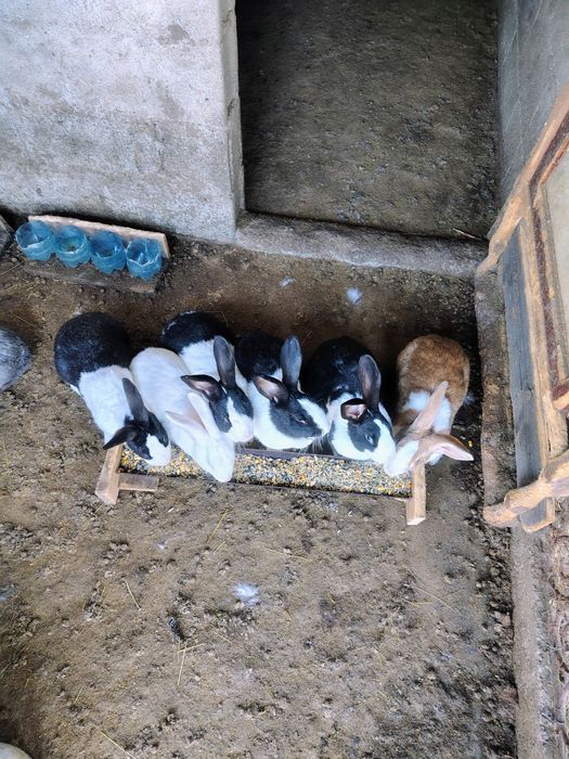 Uriaș German, Uriaș de Transilvania, Hycole francez și Rex pitic