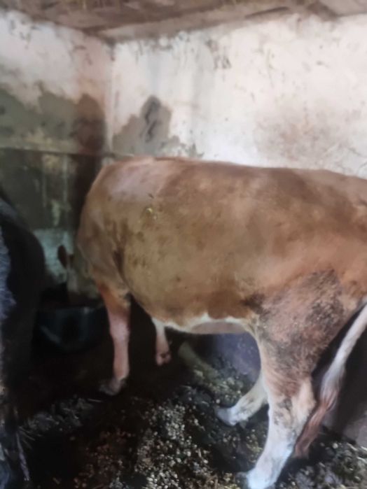 De vînzare zunca gestanta în 8 luni