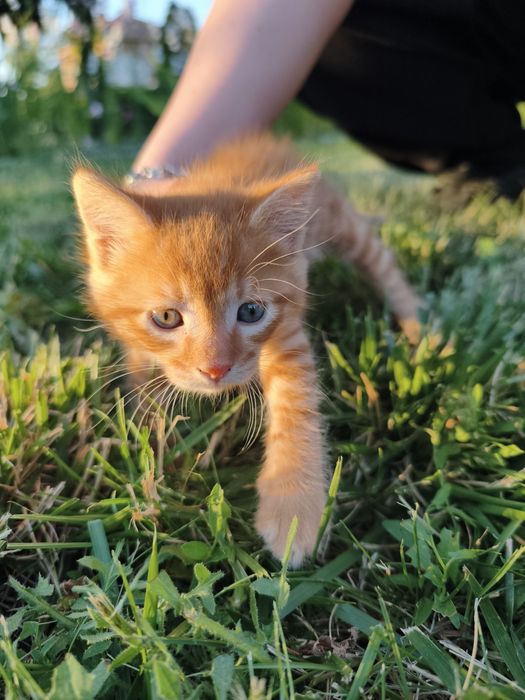 Подаряваме котета