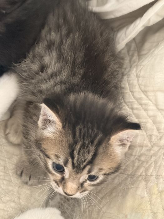 Котята в хорошие руки