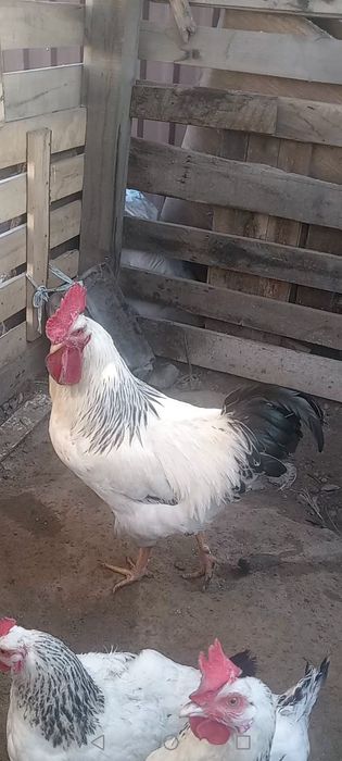 Петух породы Адлер