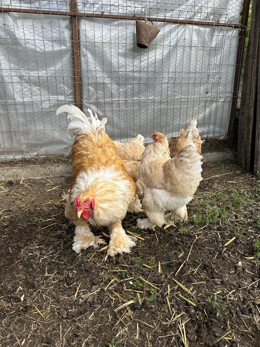 Familie brahma lemon 5+1